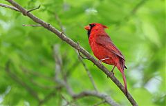 Northern Cardinal